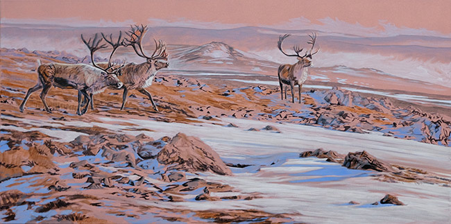 Caribou Bulls, Oil painting in progress  by Martin Ridley